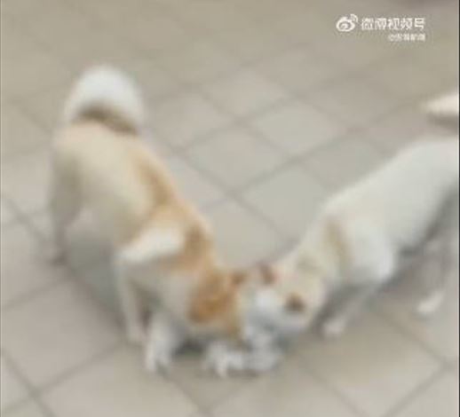 令人毛骨悚然的血腥影片外流!20多隻毛孩淪為「活體靶子」。(圖/翻攝自微博)