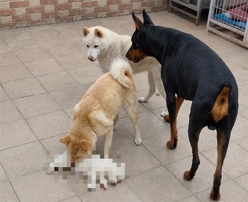 假領養真虐殺!廣東一名男子騙養20犬供自家的危險犬「活活撕咬」!毛孩哀鳴慘死。(圖/翻攝自微博)