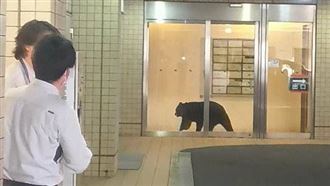熊闖日本青森大樓　花卷機場因熊暫關跑道