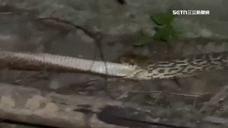 獨/臭青母活吞同類 專家曝原因:餓壞了
