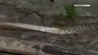 獨／臭青母活吞同類　專家曝原因：餓壞了