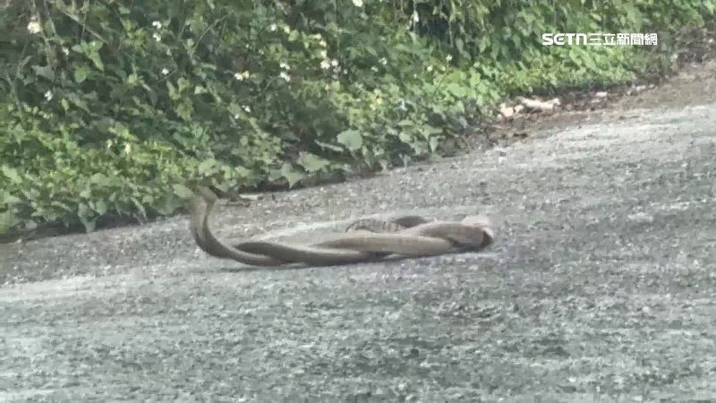 兩隻蛇像是在跳舞一樣