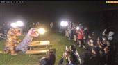 擎天崗紅了！「恐龍」上山交配5千人看呆