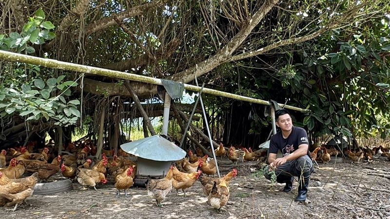 後山讚鬥雞養雞場憑藉獨特放養方式，成就古早雞肉質Q彈鮮美。（圖／家樂福提供）