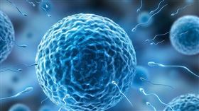 科學家結合AI與高解析影像技術，成功在過去被判定無精症的男性體內找到隱藏精子。（示意圖／Pixabay）