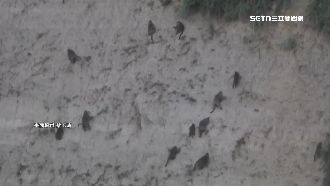 獨／50隻山壁猴　集體攀爬火炎山陡坡