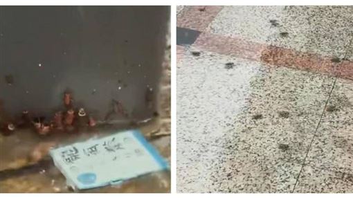 雨衣一掀全是蟑螂！暴雨後驚見滿街小強