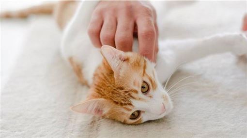 飼主好想懂毛孩！科技公司推AI寵物翻譯機