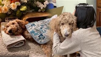 獨／巨型貴賓寄養姊家　疑毒蟲姊夫狠虐亡