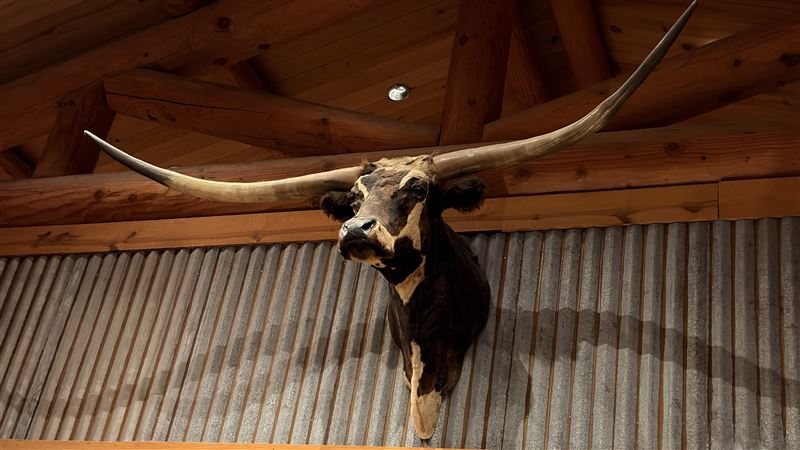 展區懸掛美國西部代表性長角牛（Texas Longhorn）標本，超長牛角搭配木造穀倉風格空間，重現經典西部牧場文化氛圍。（圖／記者蕭翰弦攝影）