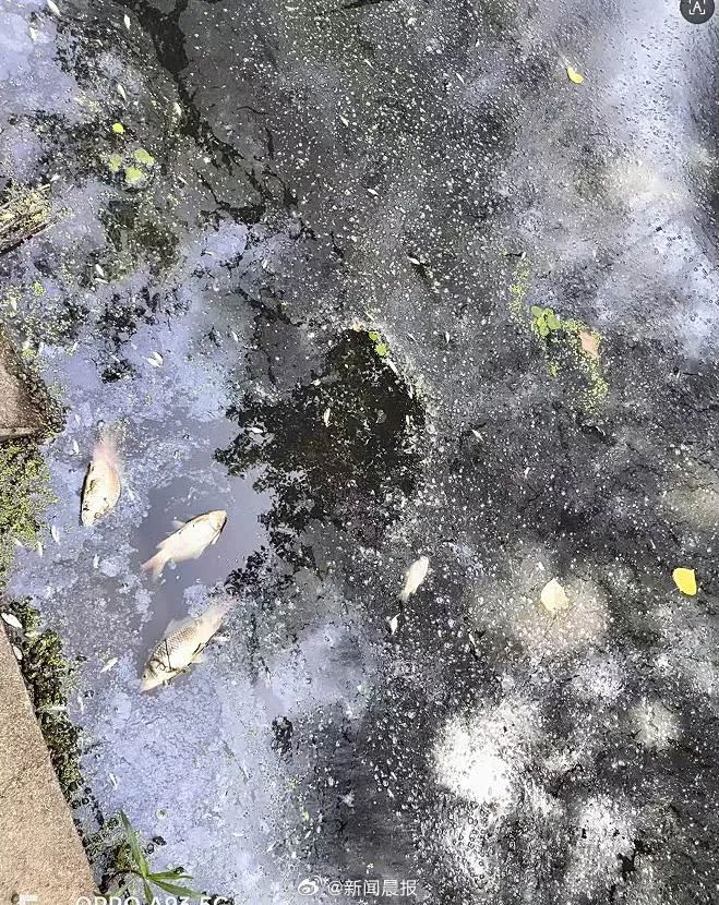 「昌盛泡花鹼廠」長年排放「醬油色」污水，導致魚蝦死亡、草木枯萎。（圖／翻攝微博）