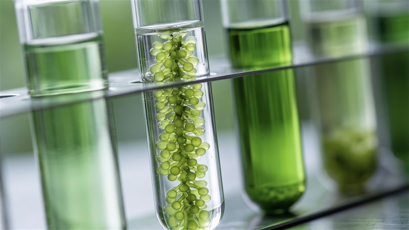 藍藻與綠藻皆富含植物性蛋白質、葉綠素、維生素及多種礦物質，不僅天然且營養密度高，成為近年熱門的全方位營養補給來源。（圖／Gemini生成）
