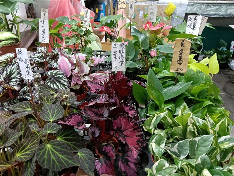 黃金葛、萬年青、龜裔芋、蘆薈強烈刺激性·含草酸鈣結晶,誤食會導致口腔灼痛、舌頭紅腫、流口水及嘔吐。(圖/新北市動保處)