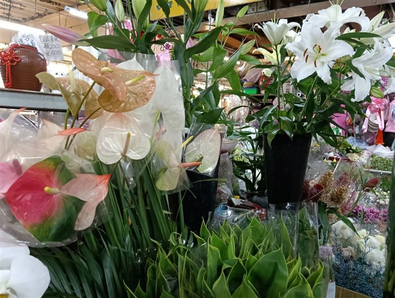 百合花、蘇鐵、杜鵑花、長壽花對貓咪有極高致死率,僅需少量花粉,即可引發急性腎衰竭、肝衰竭或神經損害。(圖/新北市動保處)