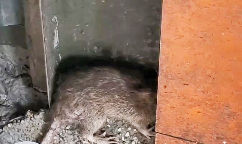 基隆市疑似感染漢他病毒個案為40餘歲男子，雖非設籍基隆市，但在基隆市職場地下室清潔時發現老鼠，滅鼠過程中被咬傷出現發燒、食慾變差等輕症，目前恢復良好，預計近1、2天內能出院