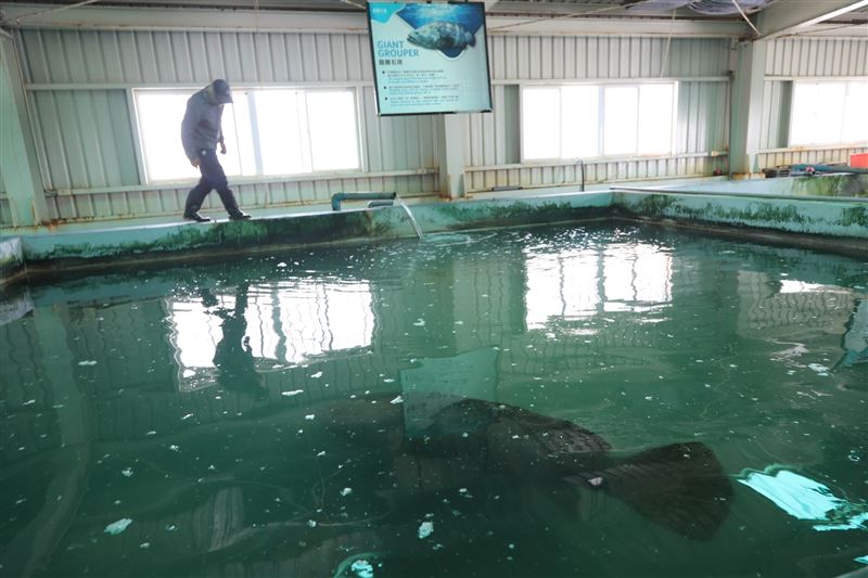 吞下手機的龍膽石斑和池中的魚大小差不多。（圖／陳志東授權提供）