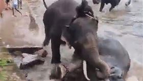 動物園2頭大象打架　遊客靠太近「遭重踏」全身碎裂亡（圖／翻攝自IG）