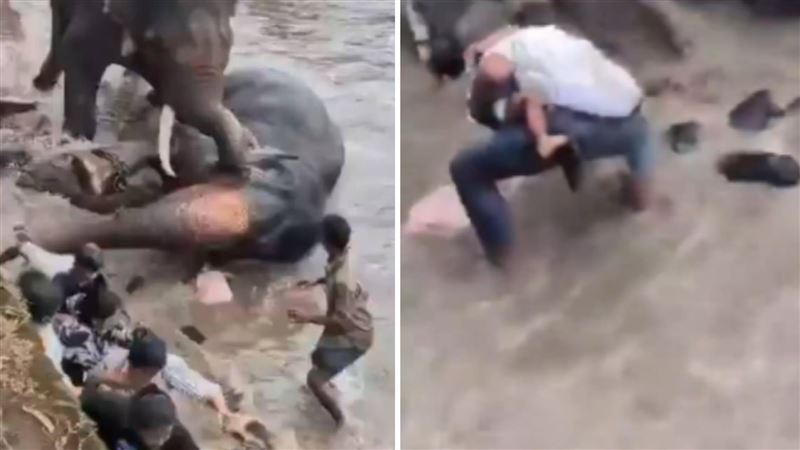 印度一處大象動物園，有媽媽因象隻衝突而被壓住，丈夫抱著女兒想救她。（圖／翻攝自IG）