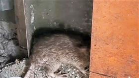 男子基隆職場滅鼠遭咬　疑染漢他病毒輕症基隆市疑似感染漢他病毒個案為40餘歲男子，雖非設籍基隆市，但在基隆市職場地下室清潔時發現老鼠，滅鼠過程中被咬傷出現發燒、食慾變差等輕症，目前恢復良好，預計近1、2天內能出院。中央社記者王朝鈺攝　115年5月19日