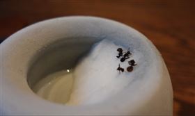 重金屬超標55倍！南韓米其林餐廳爆食安危機，拿毒螞蟻當配料狂賺250萬。（圖／翻攝網路）