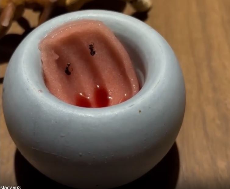 重金屬超標55倍！南韓米其林餐廳爆食安危機，拿毒螞蟻當配料狂賺250萬。（圖／翻攝網路）