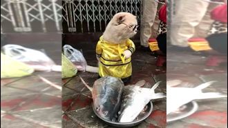 小貓穿衣「站立賣魚」　在地人證實：非AI