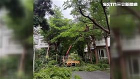 為豪宅修剪樹木遭砍價 園藝商槓知名主委