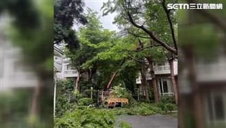 獨／修剪豪宅樹木遭砍價　廠商槓知名主委