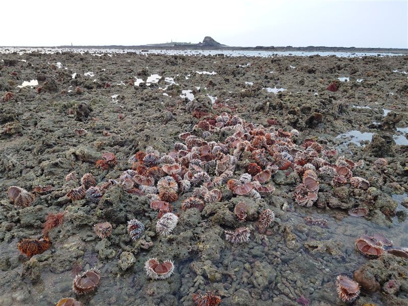金嶼無人島上滿地都是剛被剖開、拋棄的海膽殘殼。（圖／翻攝自吳財興臉書）