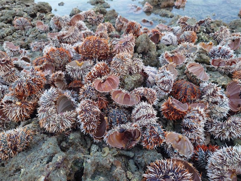 人煙稀少的無人島竟成了「海膽屠宰場」。（圖／翻攝自吳財興臉書）