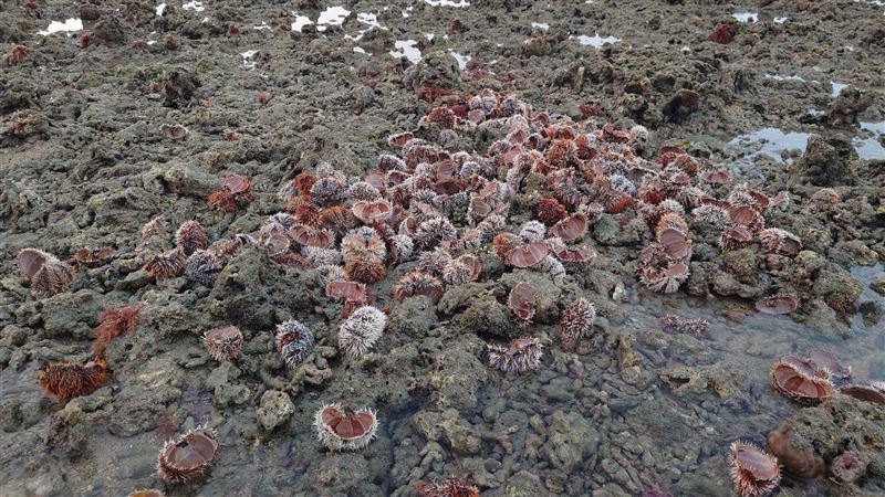 澎湖秘境淪「海膽屠宰場」 直擊滿地殘殼