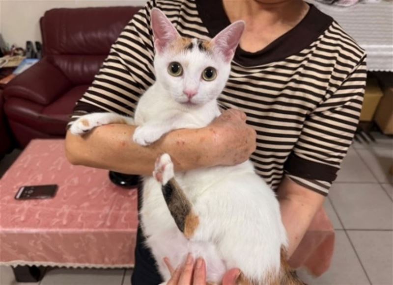 新北市犬貓絕育補助開放申請，最高補助1200元。（圖／新北市動保處）