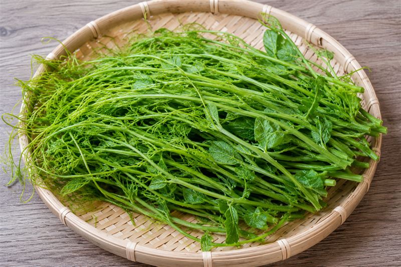 龍鬚菜營養豐富、熱量低且價格親民，有助於增加飽足感、促進消化與體重控制。（圖／AI製圖）