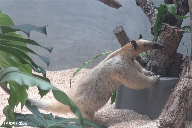 保育員發現黑妞失蹤。（翻攝自台北市立動物園官網）