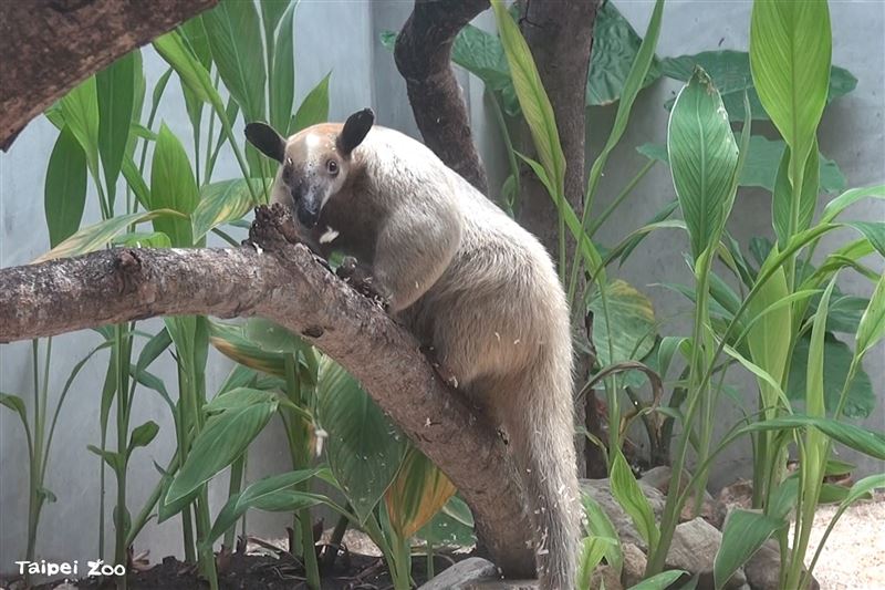 動物園呼籲民眾發現黑妞時，應馬上通報、切勿自行捕捉。（翻攝自台北市立動物園官網）