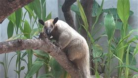 台北小食蟻獸「黑妞」逃跑中！動物園緊急公告：發現請通報勿捕捉（翻攝自台北市立動物園官網）