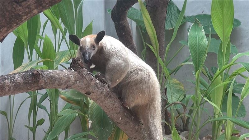 台北小食蟻獸逃跑中 動物園急公告協尋