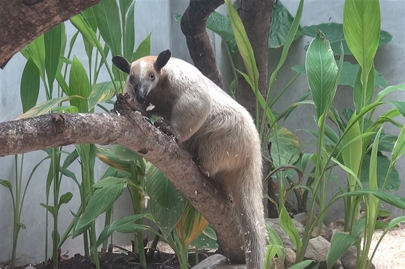 小食蟻獸黑妞不假外出,動物園籲請協尋。(圖/台北市立動物園提供)
