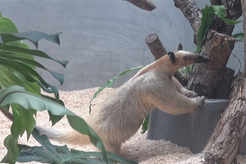 小食蟻獸黑妞是一隻近11歲又10個月大的雌性小食蟻獸,外觀特徵體長約50-60公分。(圖/台北市立動物園提供)