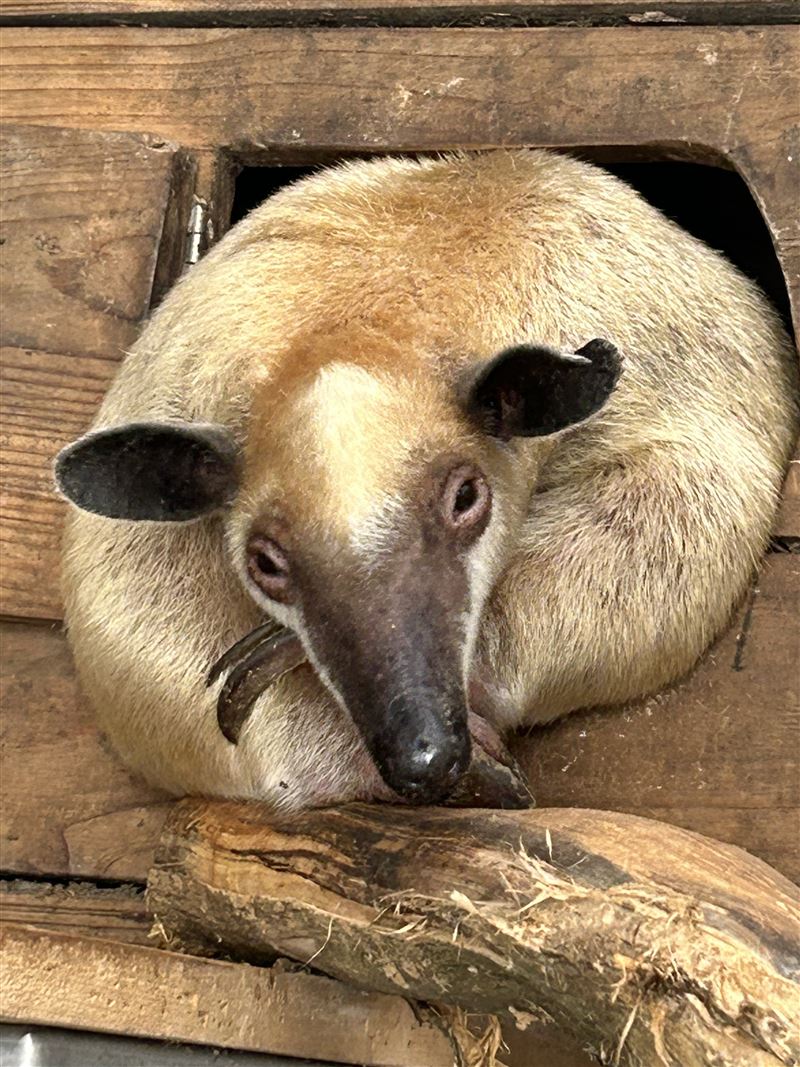 小食蟻獸黑妞喜歡躲在洞裡休息。(圖/台北市立動物園提供)