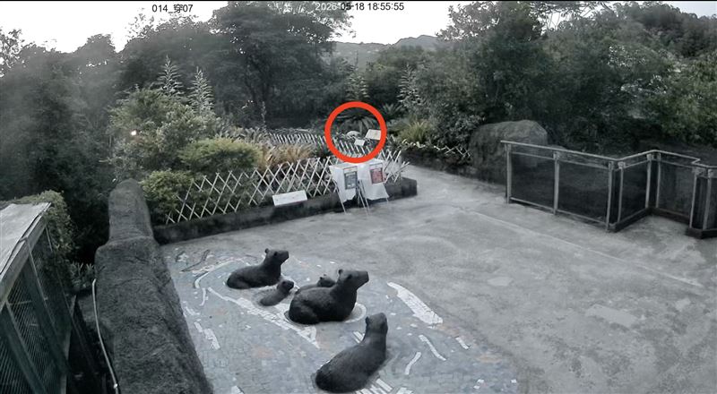 小食蟻獸「黑妞」於監視器中的最後身影。(圖/台北市立動物園提供)