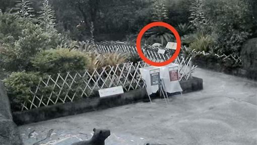 北市動物園食蟻獸越獄畫面曝　園方急尋