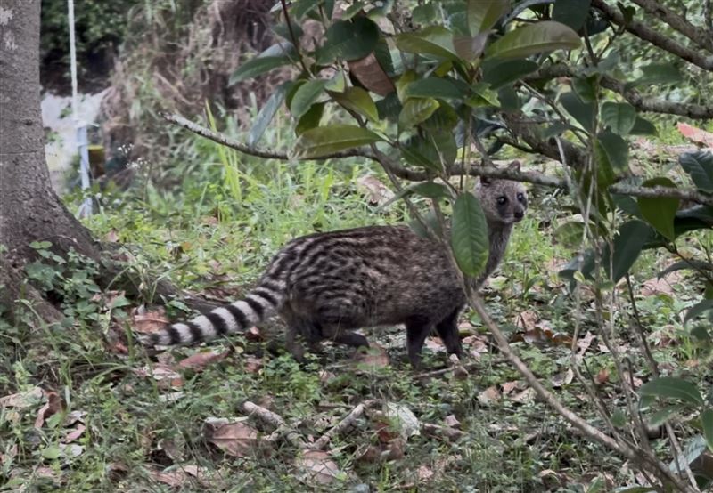 翡翠水庫拍到白天出沒的珍稀保育類動物「麝香貓」。（圖／翻攝自Threads @taipei.feitsui）
