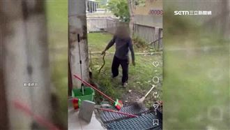 獨／如甩鞭甩暈錦蛇　部落長老捕蛇挨轟