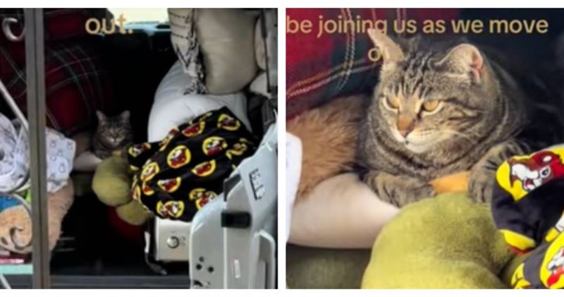 曾被前主人遺棄的流浪貓Snuggles，發現好心夫妻要搬家後，竟自己跳上搬家車不肯離開。（圖／翻攝TikTok，@breadcrumbs659）