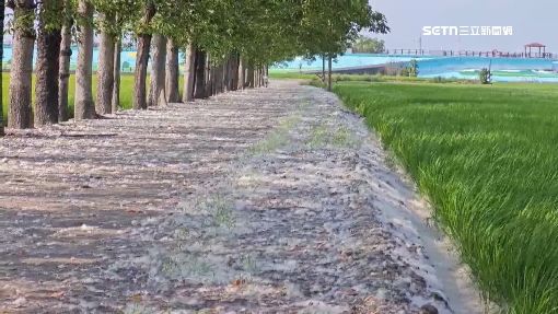 浪漫有毒！木棉花絮害摔　擾呼吸道恐氣喘