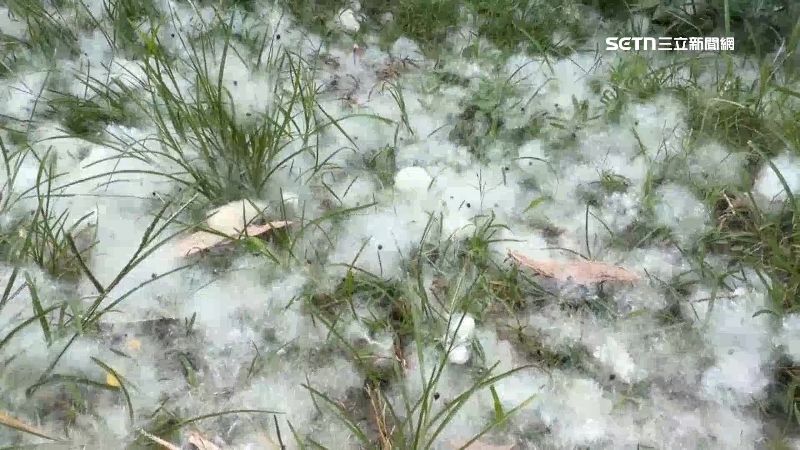木棉花雖然漂亮,但也隱含許多危機