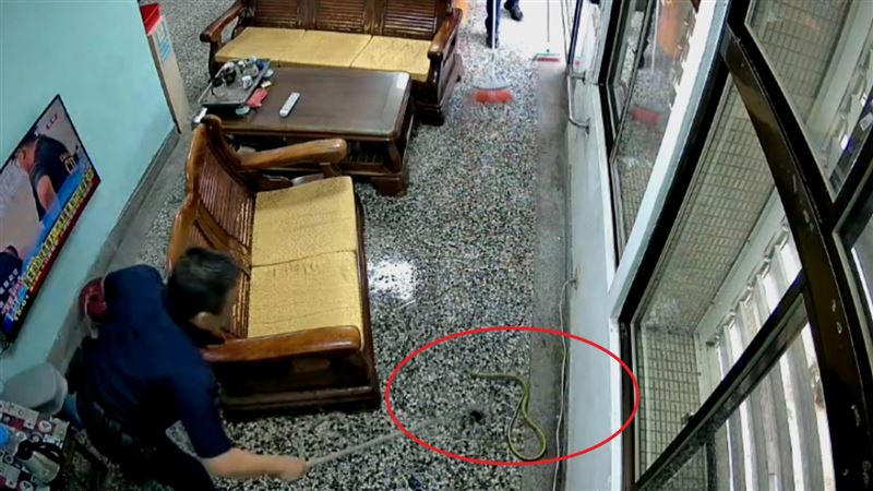 眉錦蛇從排水孔躲進派出所避難。（圖／翻攝畫面）