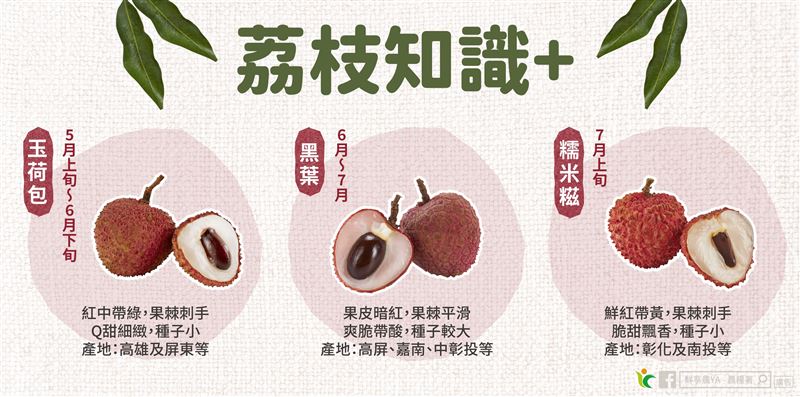 荔枝的品種不同，盛產的時間也不同。（圖／翻攝自鮮享農YA - 農糧署臉書）