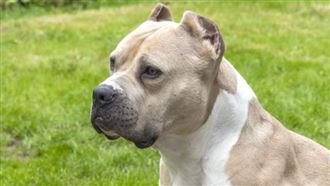 妻散步遭比特犬咬死！丈夫目睹血腥場面